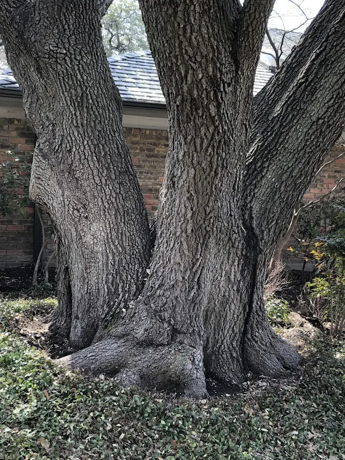 Mature heritage tree close to a Pool property cared for by certified arborists